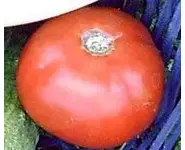 tomate Maumont