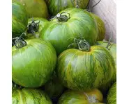 tomate green zebra