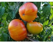 tomate ananas